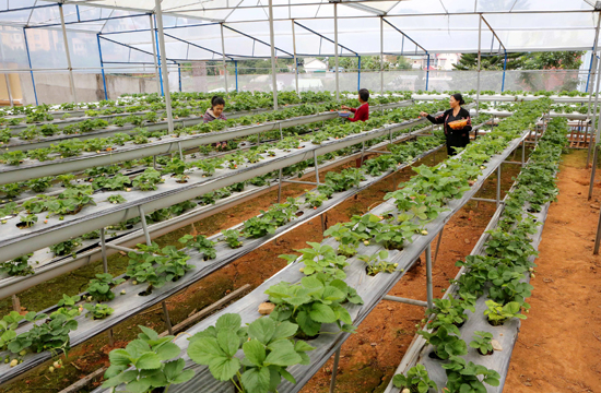 Lâm Đồng thiếu kinh phí chống hạn 
